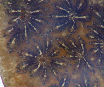Star Ascidians